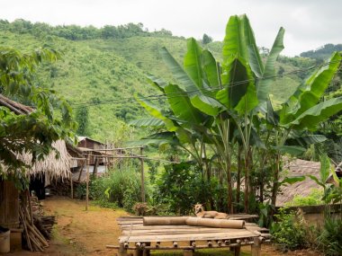 Randonnée Akha d’une journée depuis Chiang Rai – Immersion authentique en Thaïlande