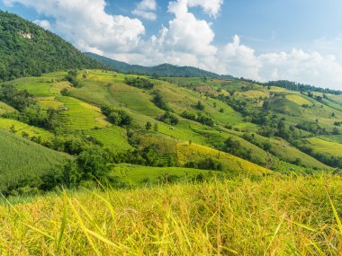Ban Pa Pong Piang & Doi Inthanon – Rizières en Terrasses en Thaïlande