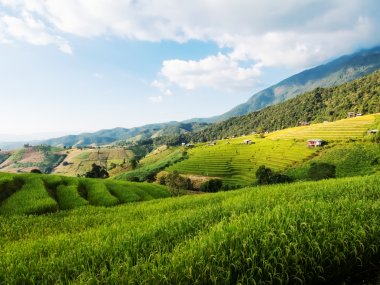Ban Pa Pong Piang & Doi Inthanon – Rizières en Terrasses en Thaïlande