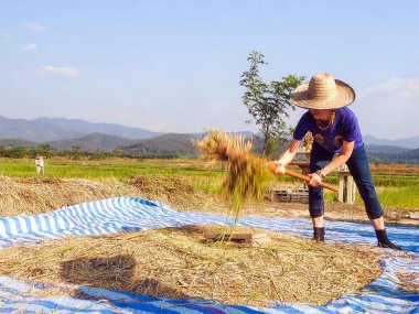 Campagne de Chiang Mai et rizières : vivez la Thaïlande authentique