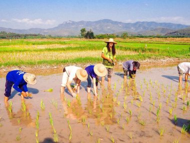 Campagne de Chiang Mai et rizières : vivez la Thaïlande authentique