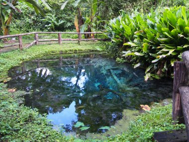 Cascade Sticky Bua Thong – Excursion Depuis Chiang Mai