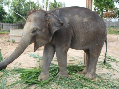 Demi-Journée au Elephant Jungle Sanctuary – Chiang Mai