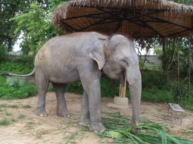 Demi-Journée au Elephant Jungle Sanctuary – Chiang Mai