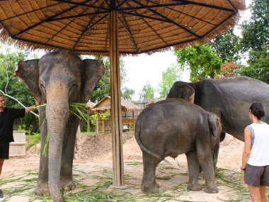 Demi-Journée au Elephant Jungle Sanctuary – Chiang Mai
