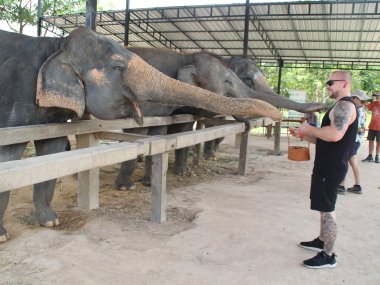 Demi-Journée au Elephant Jungle Sanctuary – Chiang Mai