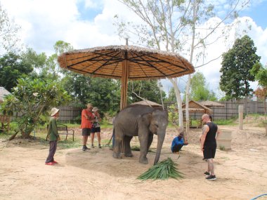 Demi-Journée au Elephant Jungle Sanctuary – Chiang Mai