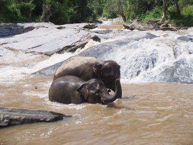 Demi-Journée avec les Éléphants – Sanctuaire Éthique près de Chiang Mai