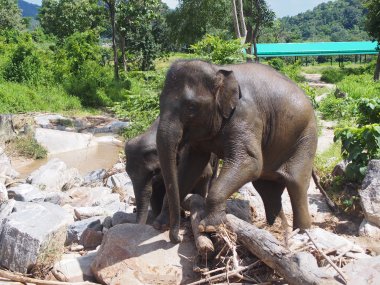 Demi-Journée avec les Éléphants – Sanctuaire Éthique près de Chiang Mai