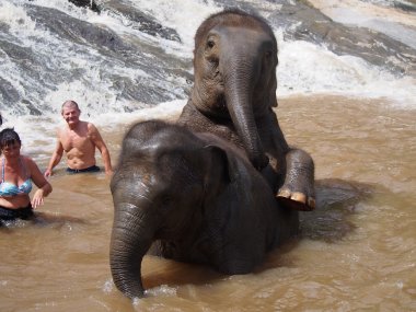Demi-Journée avec les Éléphants – Sanctuaire Éthique près de Chiang Mai