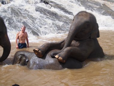 Demi-Journée avec les Éléphants – Sanctuaire Éthique près de Chiang Mai