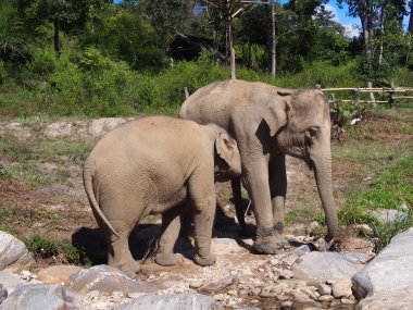 Demi-Journée avec les Éléphants – Sanctuaire Éthique près de Chiang Mai