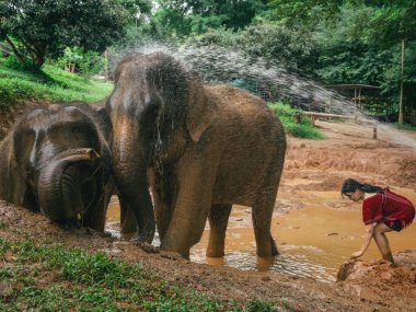 Kerchor Elephant Eco Park – Sanctuaire d'éléphants éthique à Chiang Mai