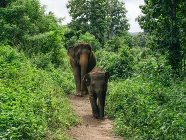 Kerchor Elephant Eco Park – Sanctuaire d'éléphants éthique à Chiang Mai
