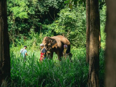 Kerchor Elephant Eco Park – Sanctuaire d'éléphants éthique à Chiang Mai