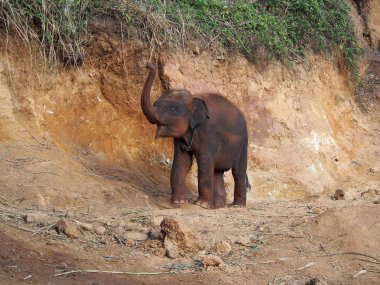 Kerchor Elephant Eco Park – Sanctuaire d'éléphants éthique à Chiang Mai