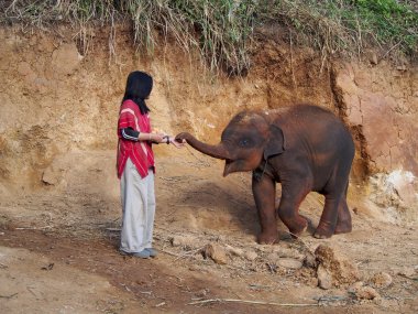 Kerchor Elephant Eco Park – Sanctuaire d'éléphants éthique à Chiang Mai