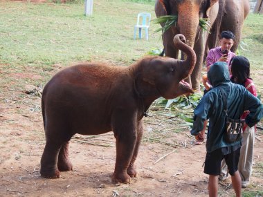 Kerchor Elephant Eco Park – Sanctuaire d'éléphants éthique à Chiang Mai