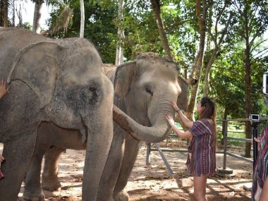 Elephant Jungle Sanctuary Koh Samui : rencontre éthique avec les éléphants (1/2 journée)