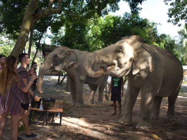 Elephant Jungle Sanctuary Koh Samui : rencontre éthique avec les éléphants (1/2 journée)