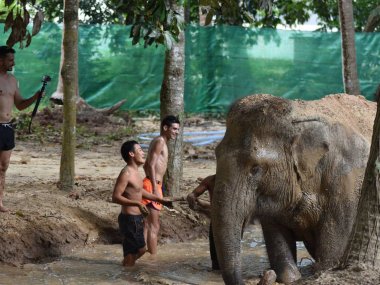Elephant Jungle Sanctuary Koh Samui : rencontre éthique avec les éléphants (1/2 journée)