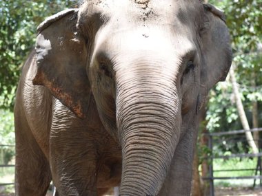 Elephant Jungle Sanctuary Koh Samui : rencontre éthique avec les éléphants (1/2 journée)
