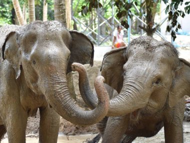 Elephant Jungle Sanctuary Koh Samui : rencontre éthique avec les éléphants (1/2 journée)