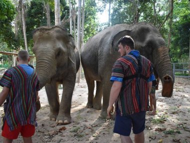 Elephant Jungle Sanctuary Koh Samui : rencontre éthique avec les éléphants (1/2 journée)