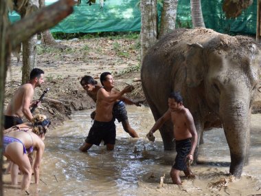 Elephant Jungle Sanctuary Koh Samui : rencontre éthique avec les éléphants (1/2 journée)