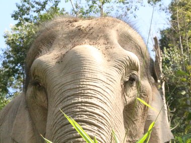 Demi-Journée au Elephant Village – Jungle & Rizières