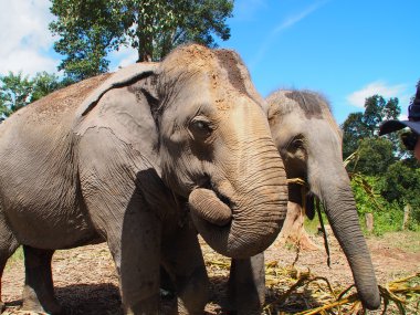 Demi-Journée au Elephant Village – Jungle & Rizières