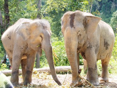 Demi-Journée au Elephant Village – Jungle & Rizières