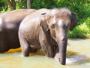 Demi-Journée au Elephant Village – Jungle & Rizières