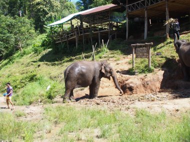 Demi-Journée au Elephant Village – Jungle & Rizières
