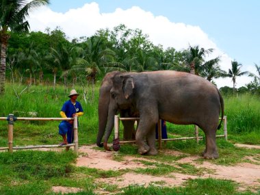 Sanctuaire d’Éléphants Living Green Pattaya