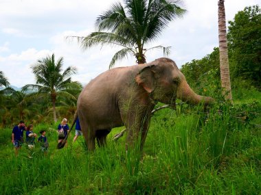 Sanctuaire d’Éléphants Living Green Pattaya