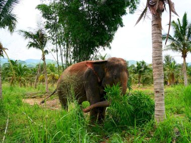 Sanctuaire d’Éléphants Living Green Pattaya