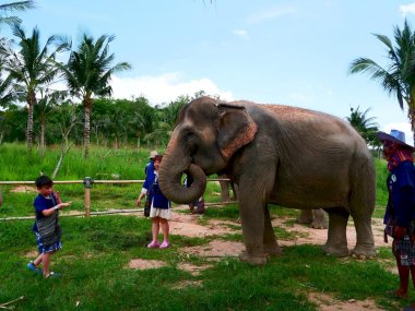 Sanctuaire d’Éléphants Living Green Pattaya