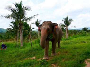 Sanctuaire d’Éléphants Living Green Pattaya