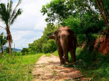 Sanctuaire d’Éléphants Living Green Pattaya