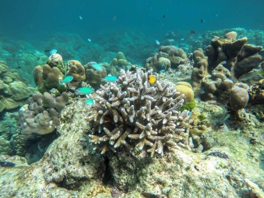 Excursion 1 jour aux îles Surin : snorkeling et plages paradisiaques en Thaïlande