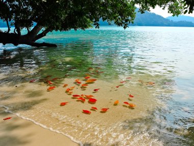 Excursion 1 jour aux îles Surin : snorkeling et plages paradisiaques en Thaïlande