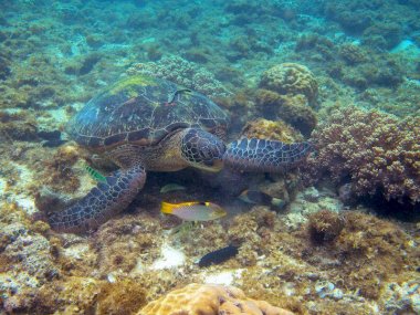 Excursion en speedboat aux îles Similan depuis Khao Lak