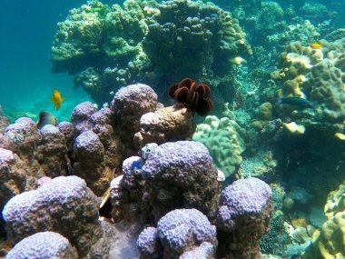 Snorkeling à Koh Lanta : explorez Koh Haa ou Koh Bida