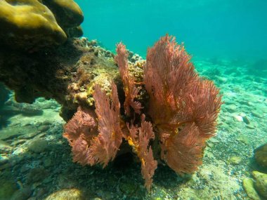 Snorkeling à Koh Lanta : explorez Koh Haa ou Koh Bida