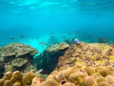 Snorkeling à Koh Lanta : explorez Koh Haa ou Koh Bida