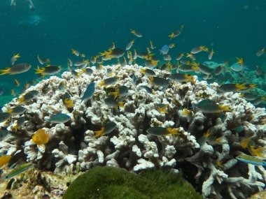 Snorkeling à Koh Lanta : explorez Koh Haa ou Koh Bida
