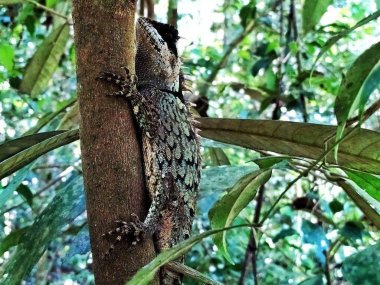 Découverte de la faune et de la flore de Khao Yai