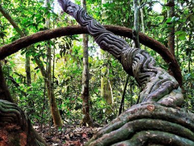 Découverte de la faune et de la flore de Khao Yai