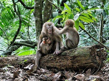 Découverte de la faune et de la flore de Khao Yai